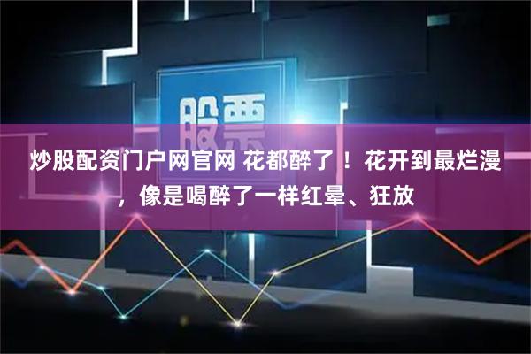 炒股配资门户网官网 花都醉了 ！花开到最烂漫，像是喝醉了一样红晕、狂放